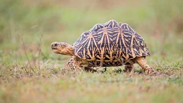 indian star tortoise-印度星龜