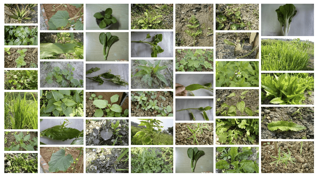 陸龜糧食圖鑑 - 35種蔬菜篇