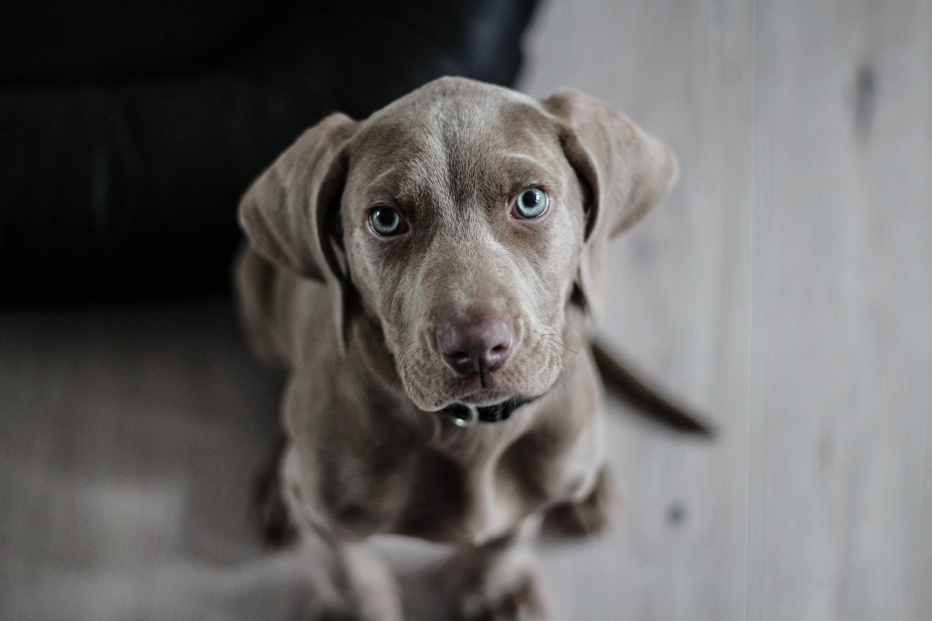 dog snout puppy royalty free