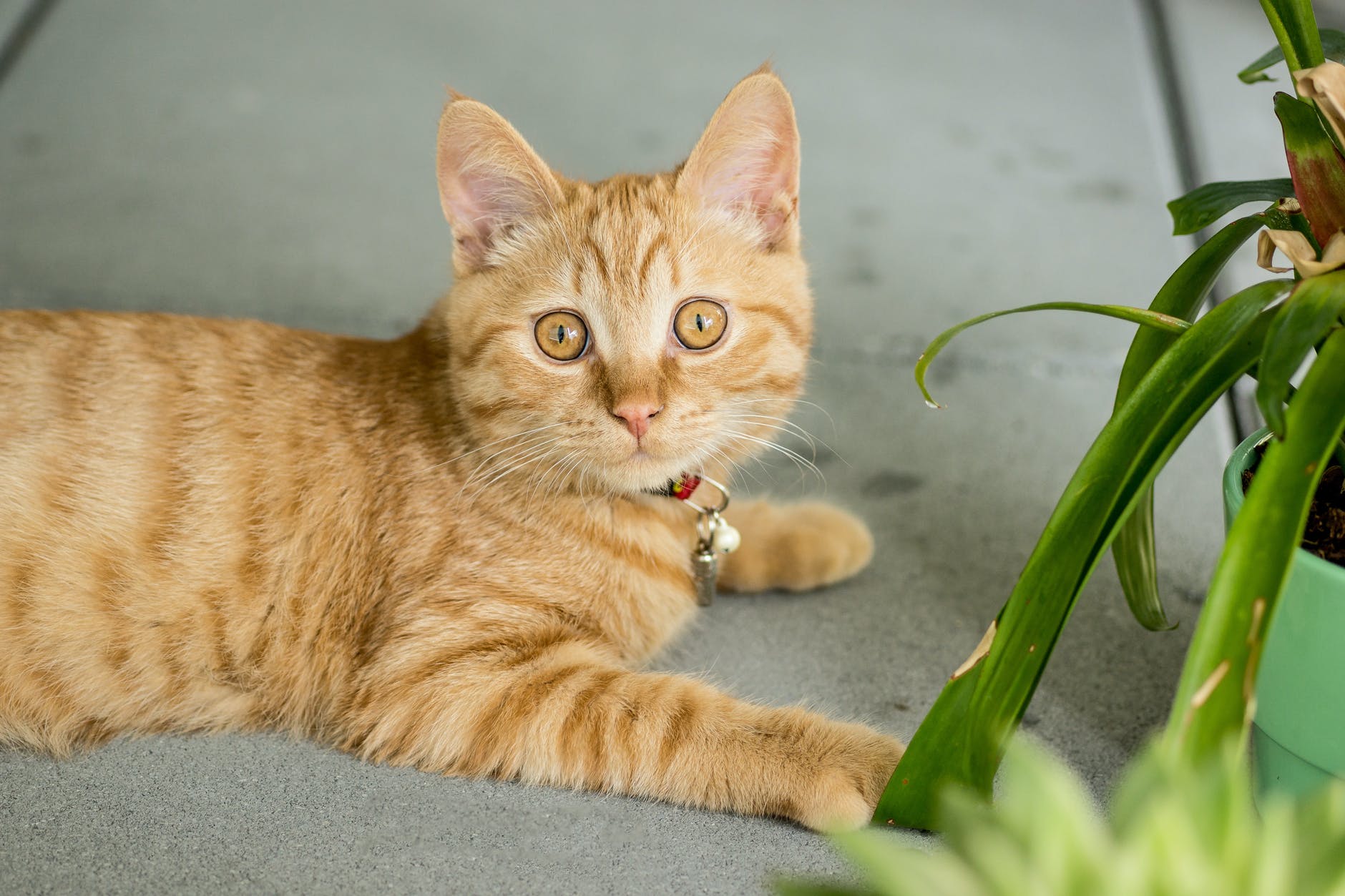 orange tabby cat on gray pavement