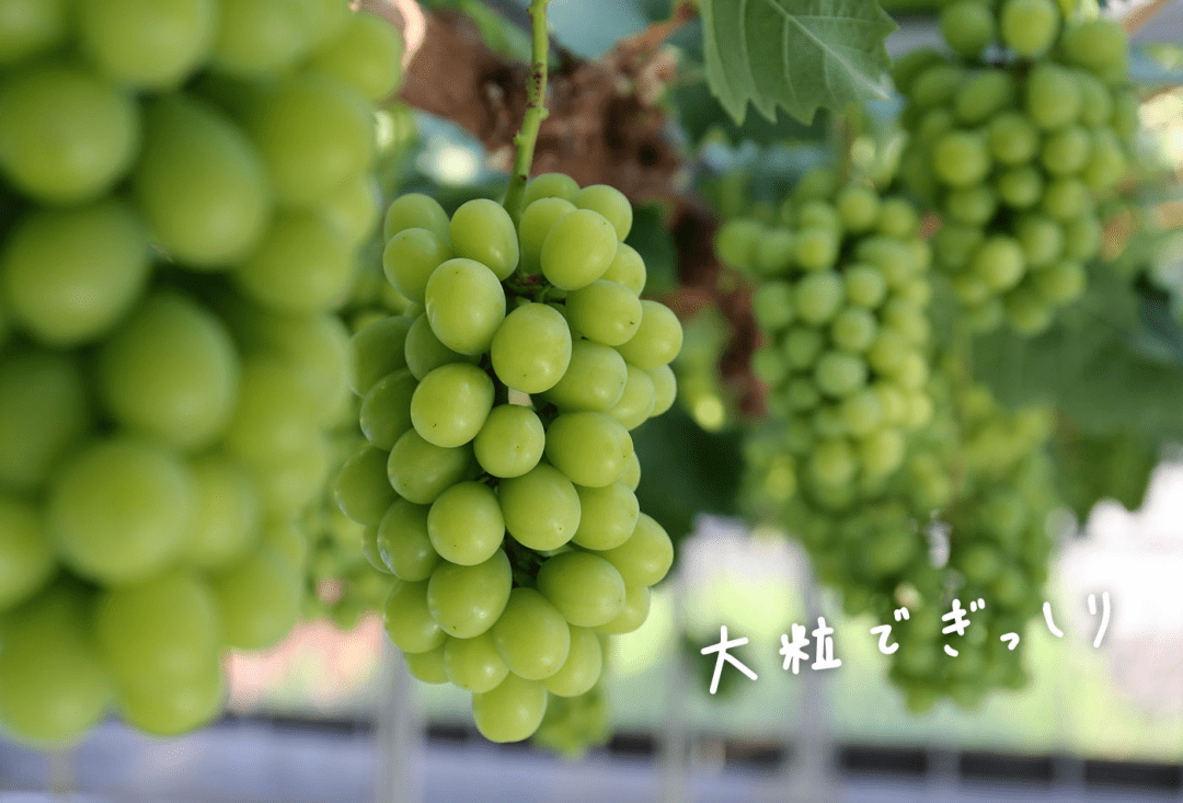 日本的天價香印提子，在中國為什麼越賣越便宜